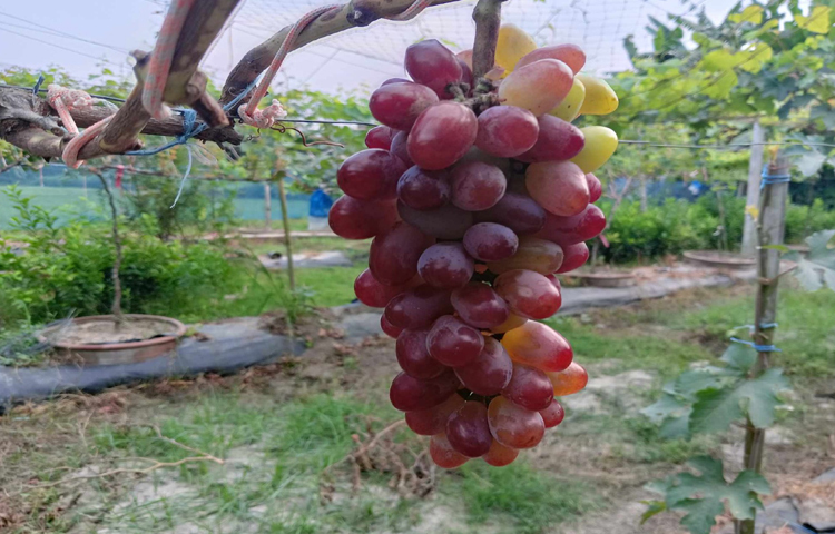 বাগানের প্রায় প্রতিটি গাছেই থোকায় থোকায় ধরে আছে সবুজ, লাল ও কালো রংয়ের আঙ্গুর। ছবি: এন কে বি নয়ন