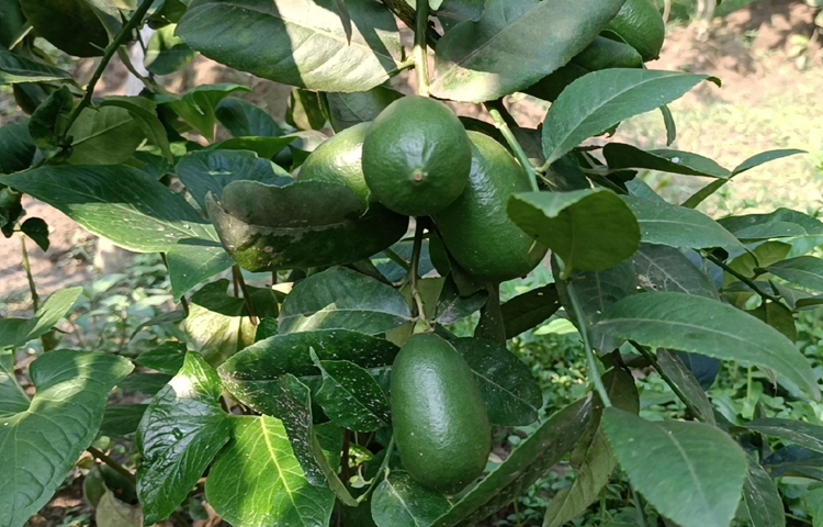 পেশায় ইলেকট্রিশিয়ান হয়েও তিনি এখন সফল লেবু চাষি। তাকে দেখে চাষাবাদে আগ্রহ বাড়ছে বেকার যুবকদের। ছবি: আব্দুর রহমান আরমান
