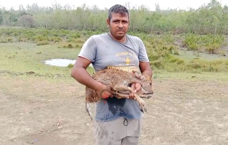 সুন্দরবনের ৮০টি মিঠা পানির উৎস পুকুরে ৮-১০ফুট উচ্চতার জলোচ্ছ্বাসে লোনা পানিতে তলিয়ে যাওয়ায় বনকর্মীদের পাশাপাশি বাঘ, হরিণসহ বন্যপ্রাণীরাও সুপেয় পানির সংকটে পড়েছে। ছবি: আবু হোসাইন সুমন