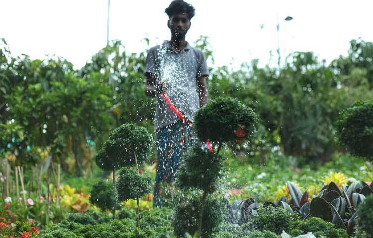 সাজিয়ে রাখা গাছে পানি দিচ্ছেন দোকানি। ছবি: মাহবুব আলম