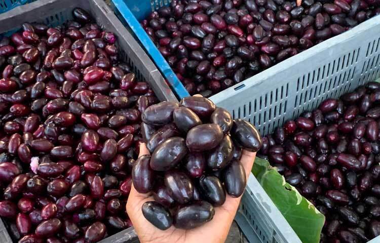 এবার তার বাগানের ৫০টি গাছে জাম ধরেছে। বেশিরভাগ জাম তিনি বিক্রি করেছেন অনলাইনে। ছবি: আরিফুর রহমান