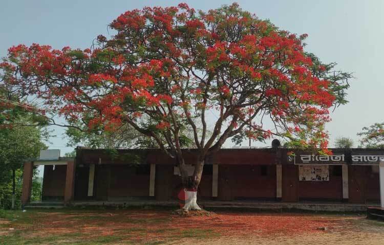 কৃষ্ণচূড়া রঙিন পাপড়িতে রাঙিয়ে তুলেছে প্রকৃতি। ছবি: আরমান খান