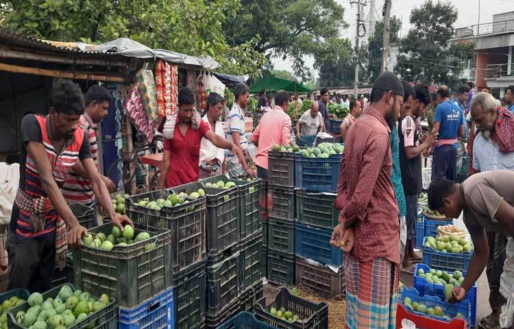 নিজের পছন্দ মতো আম বাছাই করে নিচ্ছেন ক্রেতা। ছবি: মাহবুবুল ইসলাম পলাশ