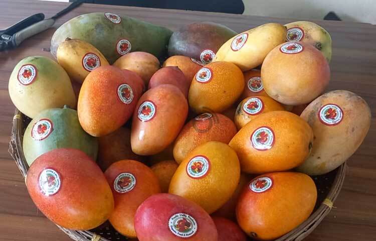 এখানে টমি অ্যাটকিনস, উতাউল্ফ, বেইলি মার্বেল, আলফনসো, গ্লেন, হেডেন, মায়া, সূর্যডিমসহ ৫১ জাতের আমের গাছ রয়েছে। ছবি: শরীফুল ইসলাম