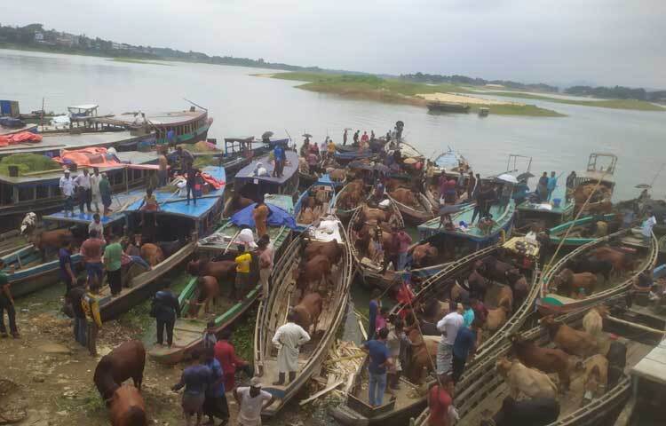 নৌকায় করে হাটে পশু নিয়ে এসেছেন অনেকে। ছবি: সাইফুল উদ্দীন