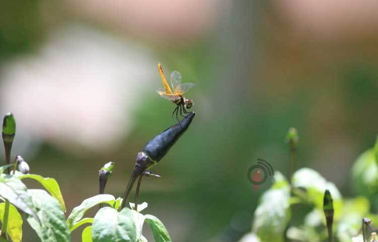 ফুলে-ফলে উড়ে বেড়াচ্ছে ঘাসফড়িং। ছবি: আরমান খান