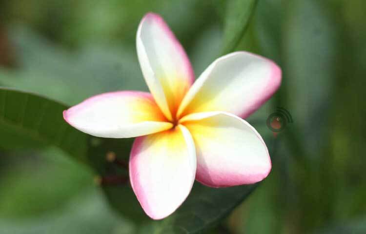 সবুজ পাতার ফাঁকে ফাঁকে উঁকি দিয়ে আছে কাঠ গোলাপ। ছবি: মাহবুব আলম