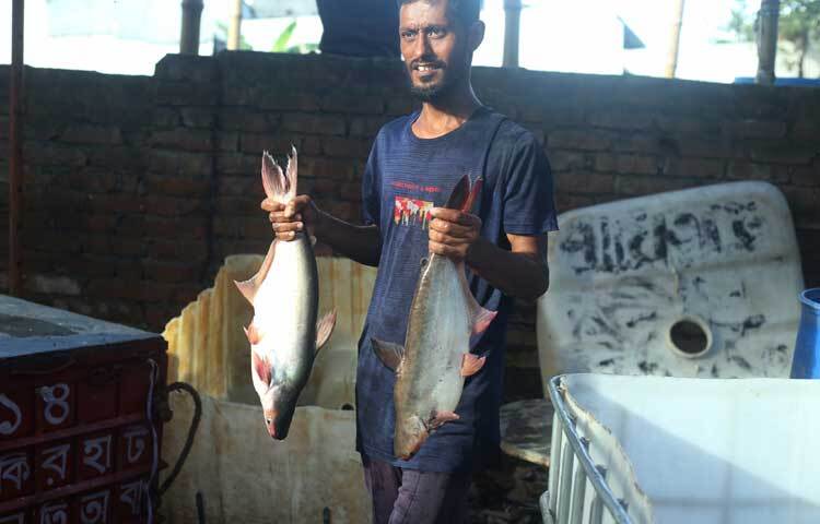 তাজা পাঙ্গাশ। ছবি: মাহবুব আলম