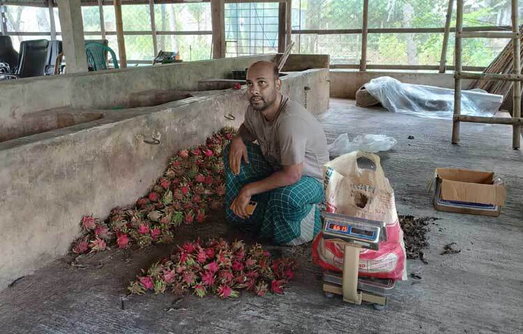 প্রতিদিন সকালে তার বাগান থেকে ড্রাগন ফল তুলে তা ভ্যানগাড়িতে করে নিয়ে যাওয়া হয় মাদারীপুরের সবচেয়ে বড় ফলের আড়ৎ মাদারীপুর সদর উপজেলার মস্তফাপুর বাজারে। সেখানেই পাইকারি দামে বিক্রি হয় রসালো এই ফলটি। ছবি: আয়শা সিদ্দিকা আকাশী