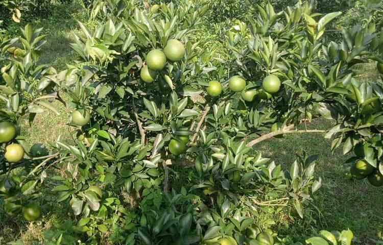 জানা যায়, ২০২১ সালের জুলাই মাসে ৩.১৫ একর জমিতে ৯২০টি মাল্টা ও ৪০টি কমলার চারা রোপণ করেন। রোপণের দ্বিতীয় বছর আশানুরূপ ফলন না পেলেও হতাশ হননি। ২ লাখ ২০ হাজার টাকার মাল্টা বিক্রি করেন ফলনের প্রথম বছর।