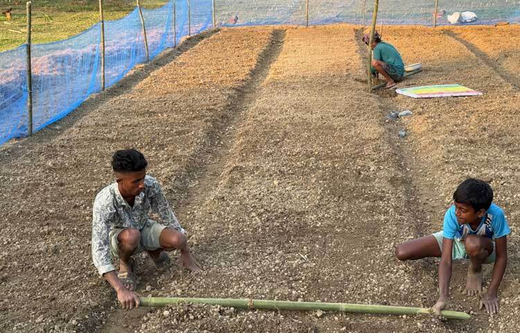 এরই মধ্যে মসলা গবেষণা কেন্দ্রের সহযোগিতায় বগুড়া, নওগাঁ ও ঝিনাইদহ জেলায় পরীক্ষামূলকভাবে জিরা চাষ শুরু হয়েছে। তবে বাণিজ্যিকভাবে এখনও বাজারে আসেনি।
