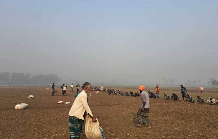 পুরো মাসজুড়েই চলবে পেঁয়াজের চারা রোপণের কর্মযজ্ঞ।