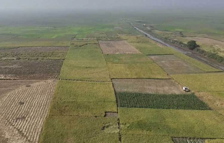 সুনামগঞ্জ সদর, বিশ্বম্ভরপুর, দোয়ারাবাজার, ছাতক, শান্তিগঞ্জ, জামালগঞ্জ ও ধর্মপাশা উপজেলায়। যেখান থেকে প্রতি বিঘা জমিতে ১৪-১৮ মণ ধান উৎপাদিত হয়েছে। হেক্টর প্রতি উৎপাদন হয়েছে ৪.৫ মেট্রিক টন।