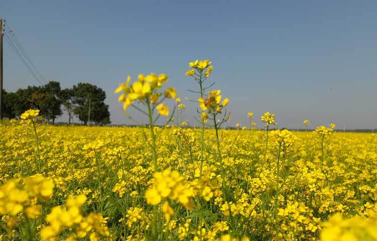 মৌ-চাষে নিজেদের থাকা-খাওয়ার খরচ ও মৌমাছির পরিচর্যা ছাড়া তেমন বাড়তি খরচ নেই। ফলে বাক্সে মৌ-চাষ একটি লাভজনক পেশা হিসেবে পরিচিতি পেয়েছে।