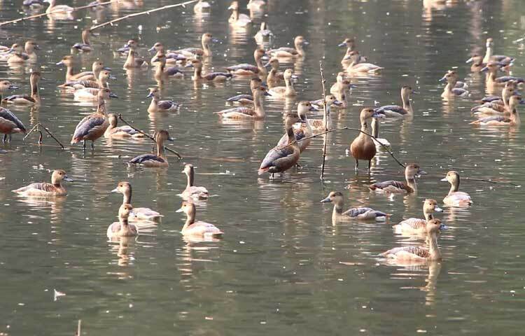 প্রতিদিন বিপুল মানুষ পাখিগুলো দেখতে আসেন। মোবাইল ফোন সেটে ছবি ও ভিডিও ধারণ করেন। সেলফি তোলেন। অনেকে প্রিয়জনদের নিয়ে দিঘির পাড়ে ঘুরে সময় কাটান।