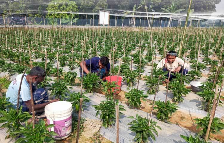 গাছে ভালো ফল ধরায় এবং লাভজনক চাষ হওয়ায় অন্যরাও ক্যাপসিকাম চাষের স্বপ্ন দেখছেন।