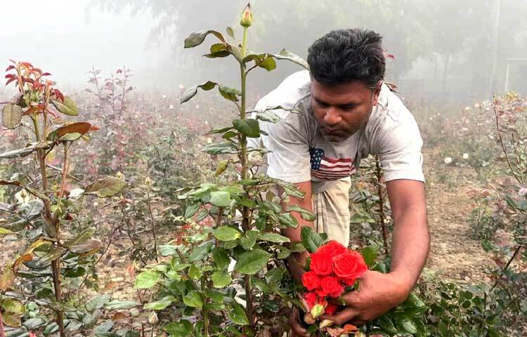 গোলাপ চাষ করে শুধু নিজেরাই লাভবান হননি। সৃষ্টি হয়েছে বেকারদের কর্মসংস্থানও। এ বাগান শ্রমজীবীদের জন্যও আশীর্বাদ।