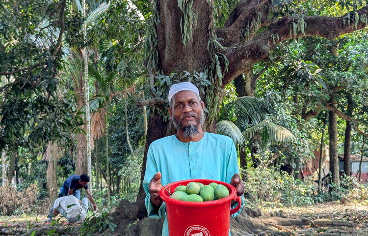 তিনি বলেন, ‘কোনো চাষি বাগান শুরু করার আগে সব পরামর্শ ও পদ্ধতির দিকে আমরা নজর রাখি। তবে আমাদের চারা কিংবা কীটনাশক চাষিদের দেওয়ার কোনো সুযোগ তৈরি হয়নি। পরে বরাদ্দ দেওয়া হলে আমরা বিতরণ করবো।’