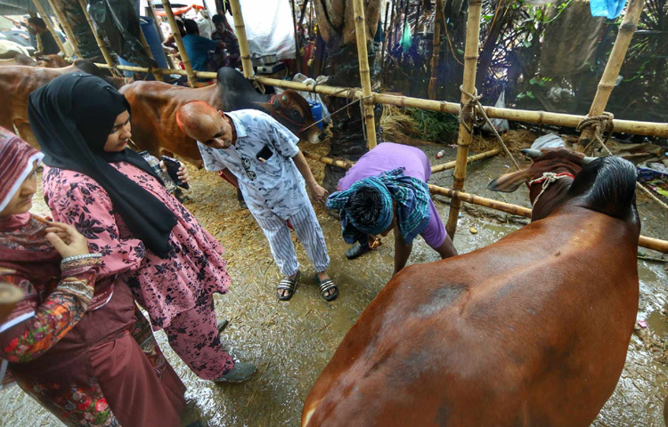 এই হাটে শুধু গরুই বিক্রি হয় না; বিক্রি হয় আত্মার শান্তি, উৎসবের আনন্দ আর ঈদের প্রস্তুতির এক টুকরো রঙিন চিত্র।