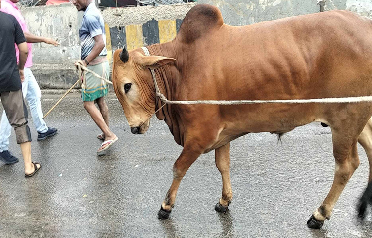 সময় যত গড়াচ্ছে, হাটে মানুষের ভিড় ততই বাড়ছে। বিক্রেতারা যেমন আশায় বুক বাঁধছেন, ক্রেতারাও খুঁজছেন পছন্দের কোরবানির পশু।