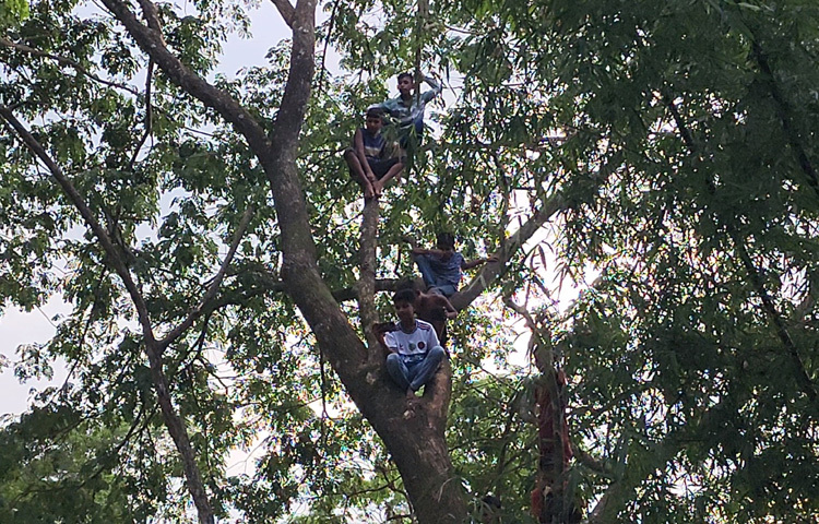 খেলাটি দেখতে দূরদূরান্ত থেকে ছুটে আসেন শত শত মানুষ। ছোট-বড়, নারী-পুরুষ, বৃদ্ধ-শিশু সবাই যেন ফিরে গিয়েছিল এক স্মৃতিময় শৈশবে।