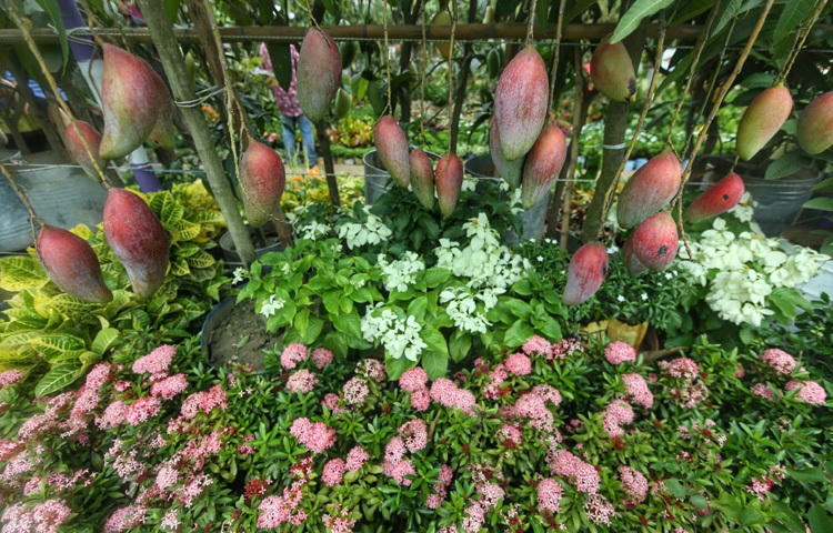 বৃক্ষমেলা মানে শুধুই গাছ কেনার জায়গা নয়; এটা একটি সংস্কৃতি, যা আমাদের শিকড়ের সঙ্গে আমাদের সম্পর্ক গড়ে তোলে। রাজধানীর কোলাহলপূর্ণ জীবনযাপনে এমন এক আয়োজন শুধুই স্বস্তি নয়, বরং এক অনুপ্রেরণা; জেগে ওঠো, গাছ লাগাও, প্রকৃতিকে ভালোবাসো। শেরেবাংলা নগরের এই বৃক্ষমেলায় প্রতিটি বৃক্ষ যেন একটি আশার প্রতীক, প্রতিটি পদচারণা যেন সবুজের জন্য একটি নতুন প্রতিশ্রুতি।