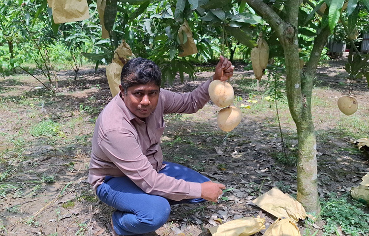 সজিব থেমে নেই, পাশে আরও চার বিঘা জমিতে চাষ করছেন কমলা, মাল্টা ও কুল-সবই আধুনিক প্রযুক্তিতে। তার সফলতা দেখে এখন অনেকেই আগ্রহী হচ্ছেন ফ্রুট ব্যাগিং পদ্ধতিতে ফল চাষে।