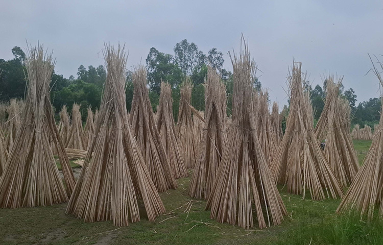 কৃষি বিভাগ জানায়, গত বছর জেলায় ১৯ হাজার ৬৫০ হেক্টর জমিতে পাটের আবাদ হয়েছিল। চলতি মৌসুমে পাটের লক্ষ্যমাত্রা ছিল ১৯ হাজার ৮১৮ হেক্টর। আবাদ হয়েছে ১৮ হাজার ৩৬১ হেক্টর। পাটের উৎপাদন লক্ষ্যমাত্রা নির্ধারণ করা হয়েছে ২ লাখ ১৭ হাজার ৩শ’ বেল। এবার দেশি, তোষা, কেনাফ, মেস্তা জাতের পাট আবাদ করা হয়েছে। এবার সবচেয়ে বেশি আবাদ হয়েছে ভূঞাপুর এবং সবচেয়ে কম আবাদ হয়েছে ধনবাড়ী উপজেলায়।