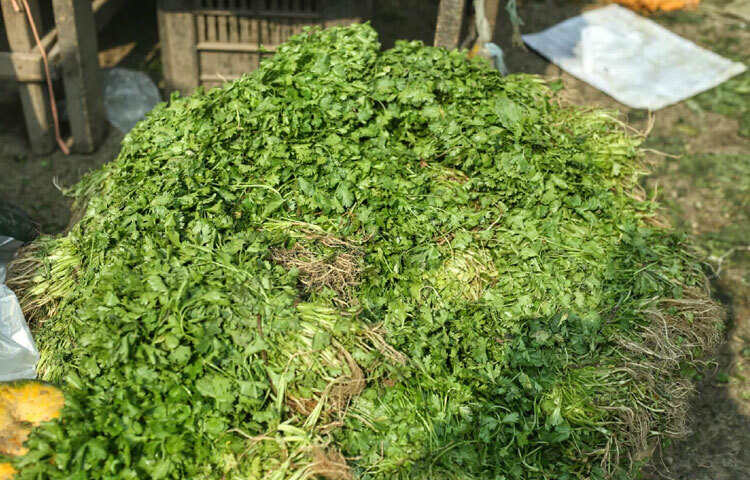 বাংলাদেশে শীতকাল কৃষকের জন্যও একটি আশীর্বাদের সময়। প্রকৃতি যখন একটু কোমল হয়, জমিও তখন উদারভাবে ফলন দেয়।