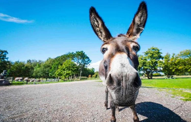 পৃথিবীর সবচেয়ে বেশি গাধা আছে চীনে। ব্রিটেনে গাধা আমদানি করতে হলে গাধার পাসপোর্ট প্রয়োজন হয়। ছবি: সংগৃহীত