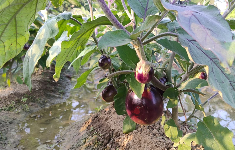 তবে, তাল বেগুনের গাছে প্রতিনিয়ত বিভিন্ন রোগবালাইয়ের আক্রমণ হয়। যার জন্য প্রতিদিন আমাদের গাছে পরিচর্যা ও সপ্তাহে ৩-৪ দিন কীটনাশক প্রয়োগ করতে হয়। ছবি: এম মাঈন উদ্দিন