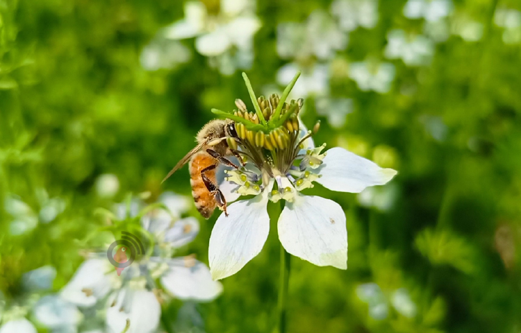 কালোজিরার মধু দেহের বিভিন্ন রোগ উপশমে কাজ করে, এছাড়াও আয়ুর্বেদীতেও এটির বেশ গুরুত্বপূর্ণ ভূমিকা রয়েছে। এখানে আসা সকল মৌয়ালদের সঙ্গে আমরা কথা বলেছি। ভবিষ্যতে তারা যেন আরও বেশি আসতে পারে সেজন্য তাদের সব ধরনের সুযোগ সুবিধা দেওয়া হবে। ছবি: বিধান মজুমদার