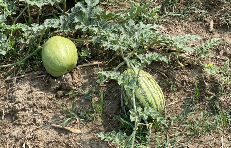 চাষিরা জমিতে গাছের পরিচর্যা করছেন। কেউ গাছের গোড়ায় পানি দিচ্ছেন। ছবি: এম মাঈন উদ্দিন