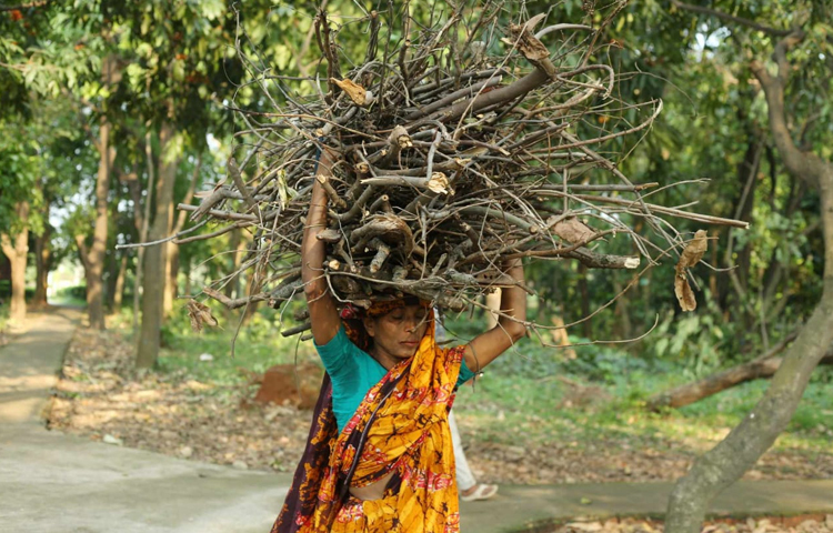 শুকনো গাছের ডাল বয়ে নিয়ে যাচ্ছে মধ্যবয়সী এক নারী। ছবি: মাহবুব আলম