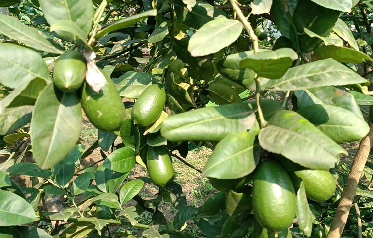 লেবুর পাশাপাশি লেবু গাছের কাটিং বিক্রি করেও ভালো আয় হয়। ছবি: আব্দুর রহমান আরমান