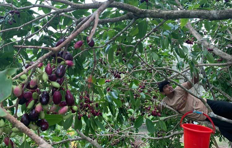 গাছ থেকে পাকা জাম সংগ্রহ করছেন এক শ্রমিক। ছবি: আরিফুর রহমান