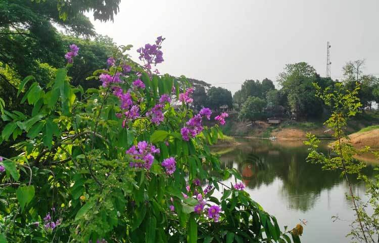 পুকুরপাড়ে ফুটে আছে বুনো ফুল। ছবি: আরমান খান