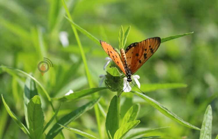ফুলে ফুলে ঘুরে বেড়ানো রঙিন প্রজাপতি যেন প্রকৃতির সৌন্দর্য আরও বাড়িয়ে তুলেছে। ছবি: আরমান খান