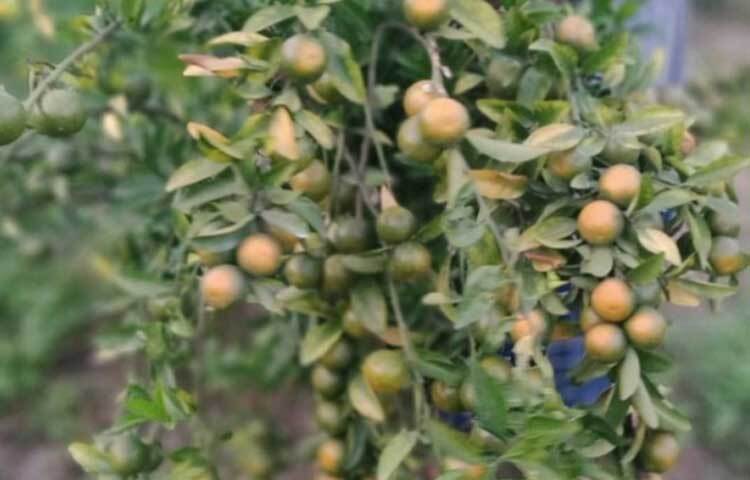 গাছে শোভা পাচ্ছে কাঁচা-পাকা মাল্টা।