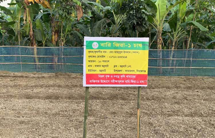 বাজার ভদ্রঘাট এলাকায় নিজ খামারের ১০ শতাংশ জমিতে পরীক্ষামূলকভাবে বারি ১ জাতের জিরা চাষের জন্য এরই মধ্যে ৪০০ গ্রাম জিরা রোপণ করেছেন জাতীয় কৃষি পুরস্কার প্রাপ্ত উদ্যোক্তা পলাশ।