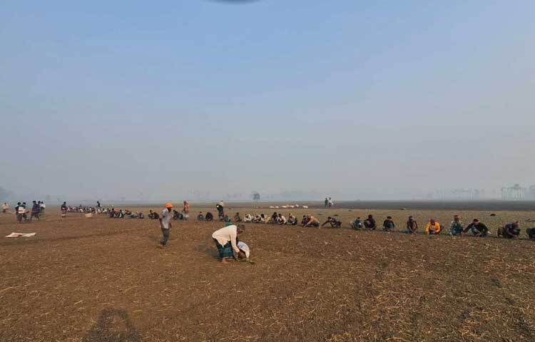 ফরিদপুর কৃষি সম্প্রসারণ অধিদপ্তরের উপ-পরিচালক মো. শাহাদুজ্জামান বলেন, ‘চলতি মৌসুমে জেলার ৯টি উপজেলায় রেকর্ড পরিমাণ জমিতে বিভিন্ন ধরনের পেঁয়াজ রোপণের কাজ চলছে। আবহাওয়া অনুকূলে থাকলে চলতি মৌসুমে সাড়ে ৫ লাখ মেট্রিক টন পেঁয়াজ উৎপাদনের লক্ষ্যমাত্রা নির্ধারণ করা হয়েছে।’