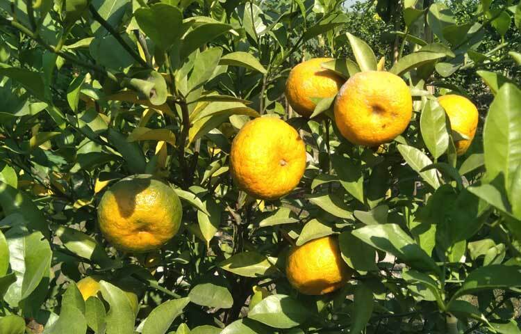 রসালো কমলার ভারে নুয়ে পড়েছে গাছের ডালগুলো নুয়ে পড়েছে।