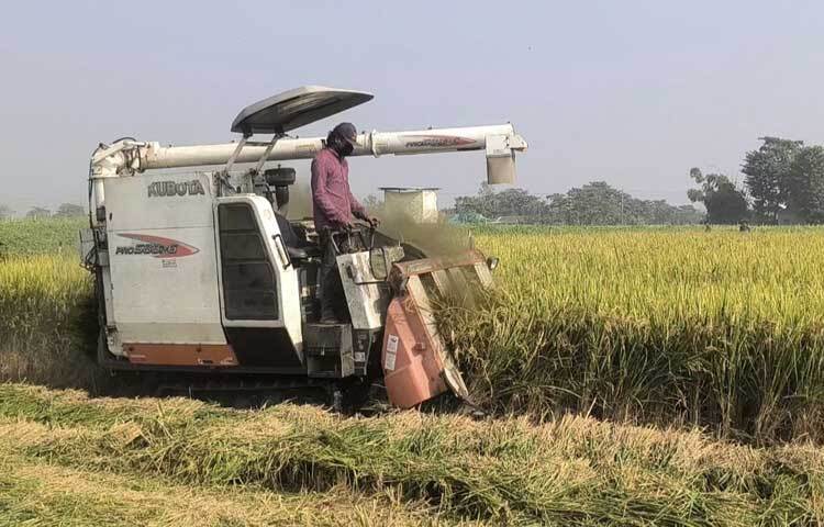 এবার অনেক চাষিই হারভেস্টর মেশিন দিয়ে ধান কাটছেন।