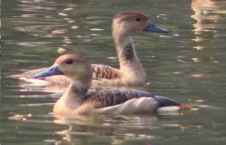 পাতি সরালি হাঁস নামে পরিচিত হলেও এটিকে স্থানীয়রা পরিযায়ী পাখি বলে থাকে। পাখিগুলো রক্ষায় গ্রামের সব শ্রেণিপেশার মানুষ সচেতন।