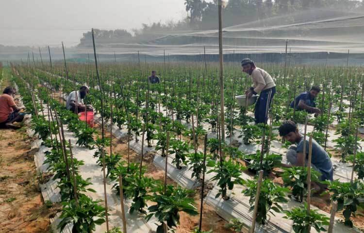 সবুজ গাছে ঝুলছে ফল।