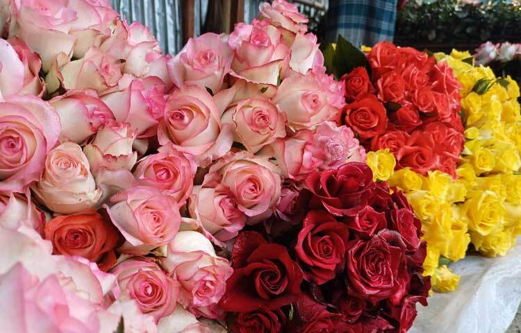 তাদের বাগানে জুমুলিয়া, বিউটি, ভার্গো ও বমবমসহ ৭ প্রজাতির গোলাপ আছে। এসব ফুল লাল, শেড পিংক, অরেঞ্জ, হলুদ ও সাদা রঙের।