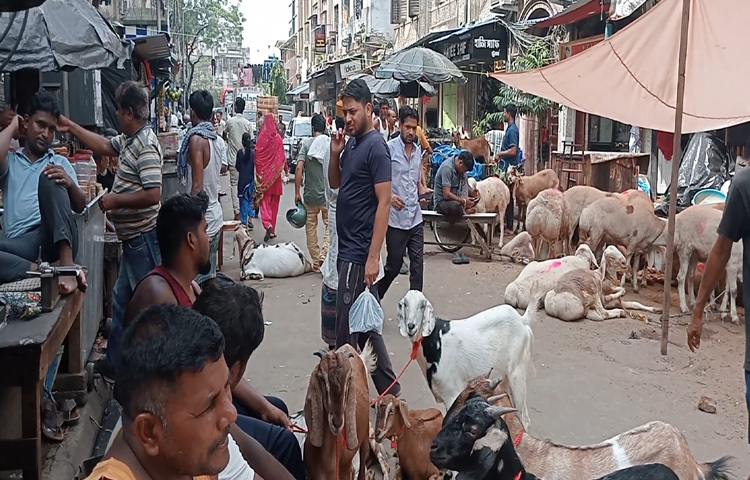 ক্রেতাদের কেউ কেউ আবার খুঁজছেন বড় আকারের খাসি বা দুম্বা। জাকারিয়া স্ট্রিটে দুম্বা কিনতে আসা মহম্মদ শামীম জানালেন, ‘বড় আকৃতির খাসি খুঁজছি, কিন্তু এখানকার দাম বেশ চড়া। একটি বড় খাসির দাম বলছে ১ লাখ ৪০ হাজার রুপি। তবে বছরে তো একবারই কোরবানির সুযোগ আসে, তাই একটু ভালোটাই কিনতে চাই।’