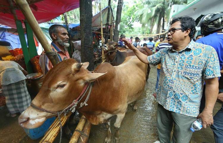 শেষ মুহূর্তের হাট হওয়ায় দরদামে এখন রীতিমতো যুদ্ধ চলছে। গাবতলী কিংবা আমিনবাজারের তুলনায় তুলনামূলক ছোট হলেও শাহজাহানপুরের হাটে রয়েছে বৈচিত্র্য। এখানে একদিকে যেমন দেশীয় জাতের মাঝারি সাইজের গরু পাওয়া যাচ্ছে, তেমনি কিছু হাটজোড়া দামী গরুও দৃষ্টি কাড়ছে সবার।