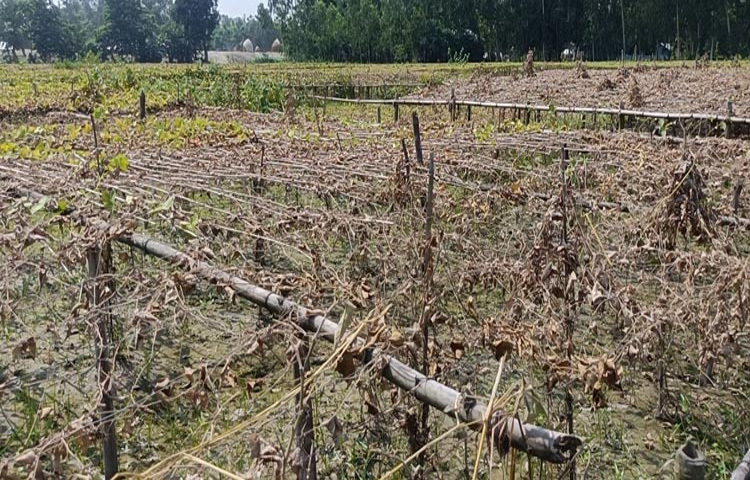উজানের ঢল আর টানা বৃষ্টিতে সৃষ্ট বন্যায় তলিয়ে নষ্ট হয়ে গেছে কুড়িগ্রামের নদ-নদী অববাহিকার ফসলের ক্ষেত। এতে ক্ষতির মুখে পড়েছেন চরাঞ্চলের কৃষকরা। ছবি: রোকনুজ্জামান মানু