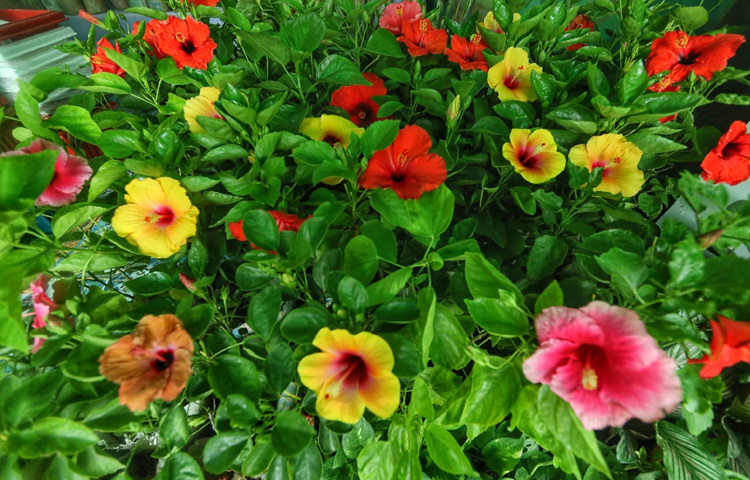 প্রকৃতির কাছে ফেরা এই আয়োজন যেন শুধুই গাছ কেনাবেচা নয়, বরং মানুষ ও গাছের মধ্যকার হারিয়ে যাওয়া সম্পর্ক আবার নতুন করে গড়ার এক প্রয়াস।